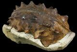 Rare, Ammonite (Schloenbachia) Fossil - Kazakhstan #113199-1